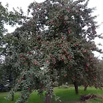 Roze I Jablonie Gryfów Śląski