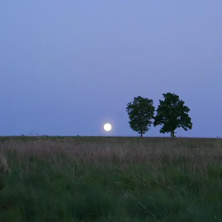 Róże I Jabłonie *