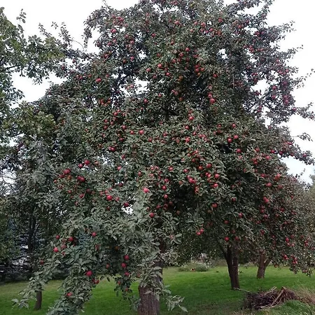 Roze I Jablonie Gryfów Śląski