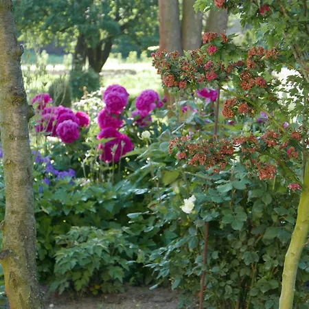 Roze I Jablonie Gryfów Śląski
