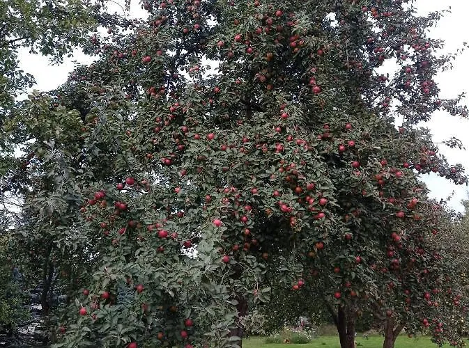 Roze I Jablonie Gryfow Slaski