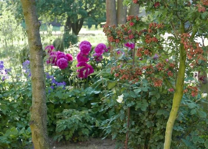 Roze I Jablonie Gryfów Śląski